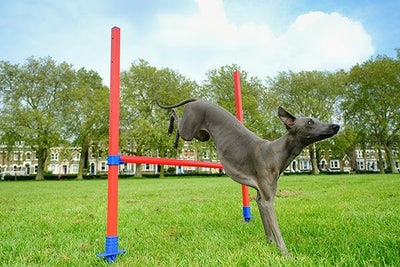 Rosewood Agility Hurdle - Ormskirk Pets