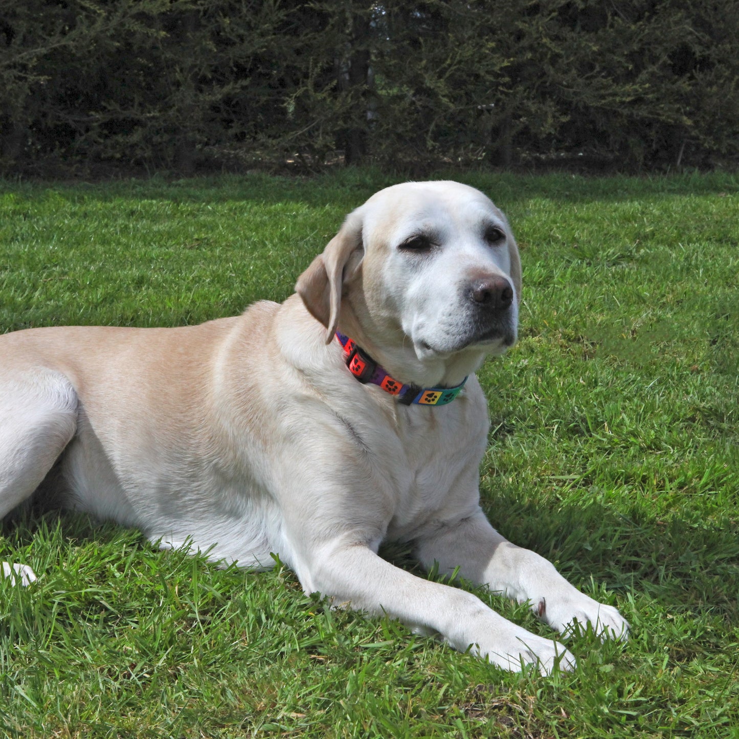 Wag 'n' Walk Fashion Collars Bright Multi Paw