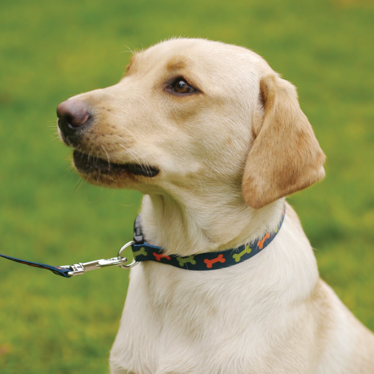 Wag 'n' Walk Fashion Leads Bone 40" x 3/4"