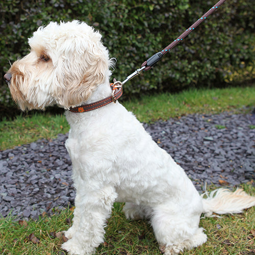 Rosewood Rope Twist Lead with Trigger Hook Brown/Teal 64"