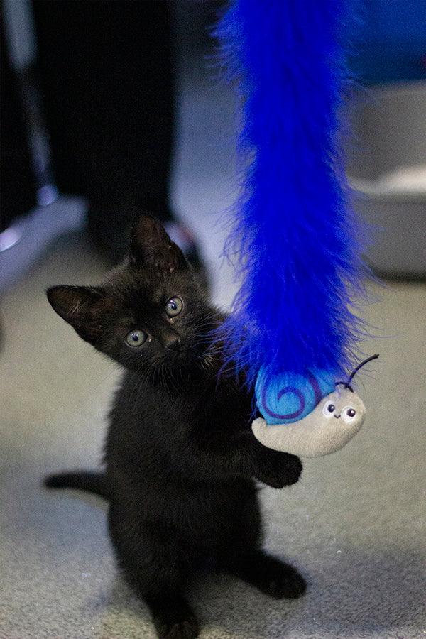 Rosewood Battersea Bugs Snail Teaser - Ormskirk Pets