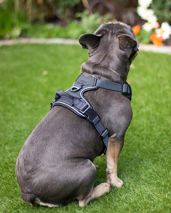 Rosewood Reflective Range Reflective Harness Black