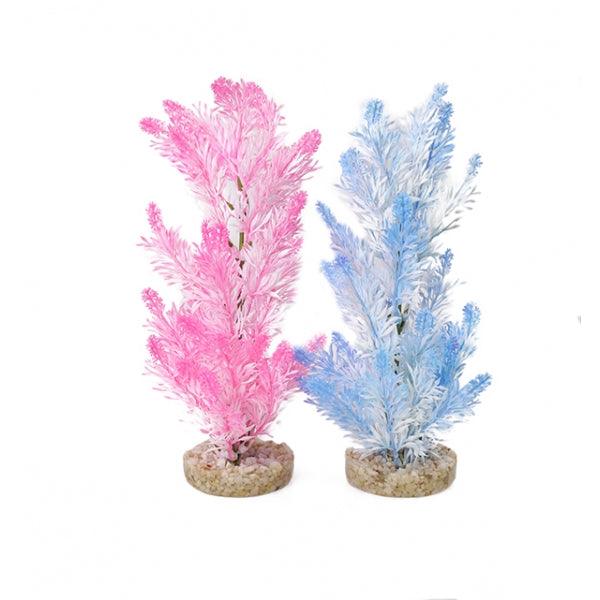 Rosewood Ice Colour Plants - Ormskirk Pets