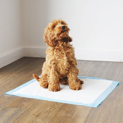 Rosewood Options Puppy Pads