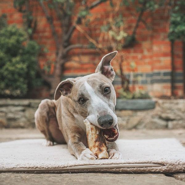 Earth Animal No Hide Chicken Medium Chews 2pk 120g - Ormskirk Pets