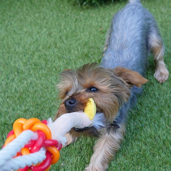 Rosewood Tough Multi Texture Ostrich mini - Ormskirk Pets