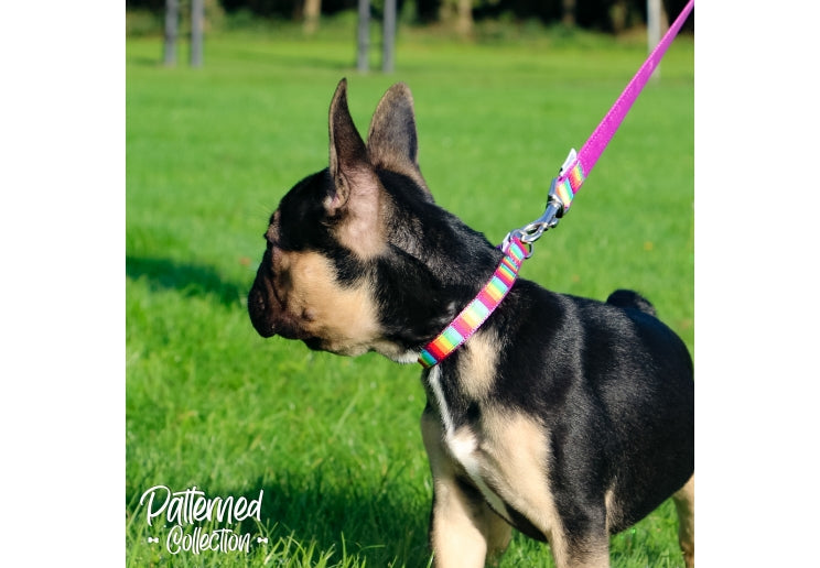 Ancol Rainbow Lead 1mx19mm