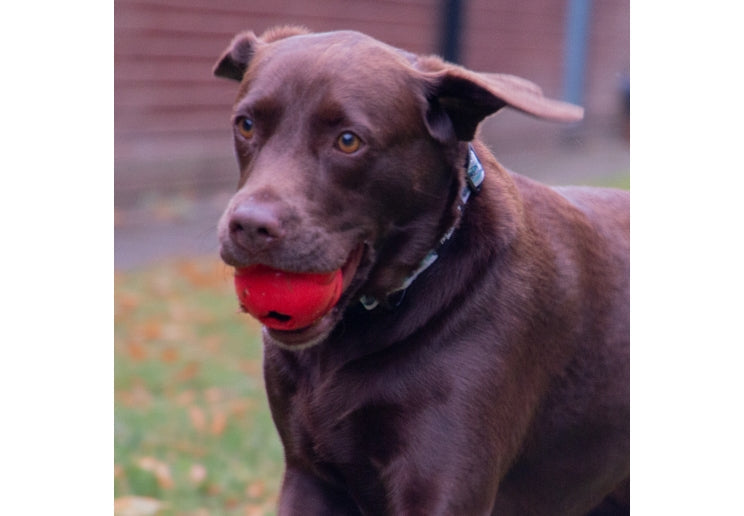 Ancol Orva Treat Shuttle