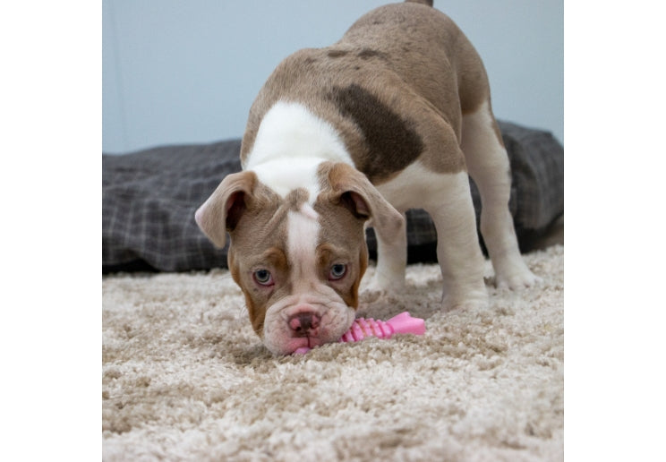 Ancol Small Bite Wing Bone Teeth