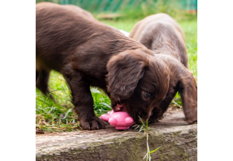 Ancol Small Bite Ball Belly Pig Frog Elephant - 1 Toy