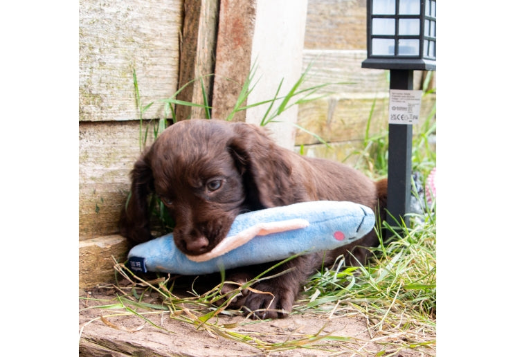 Ancol Small Bite Glow In The Dark Cuddlers Mix Pack - SINGLES