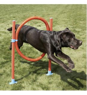 Rosewood Agility Hoop Jump - Ormskirk Pets