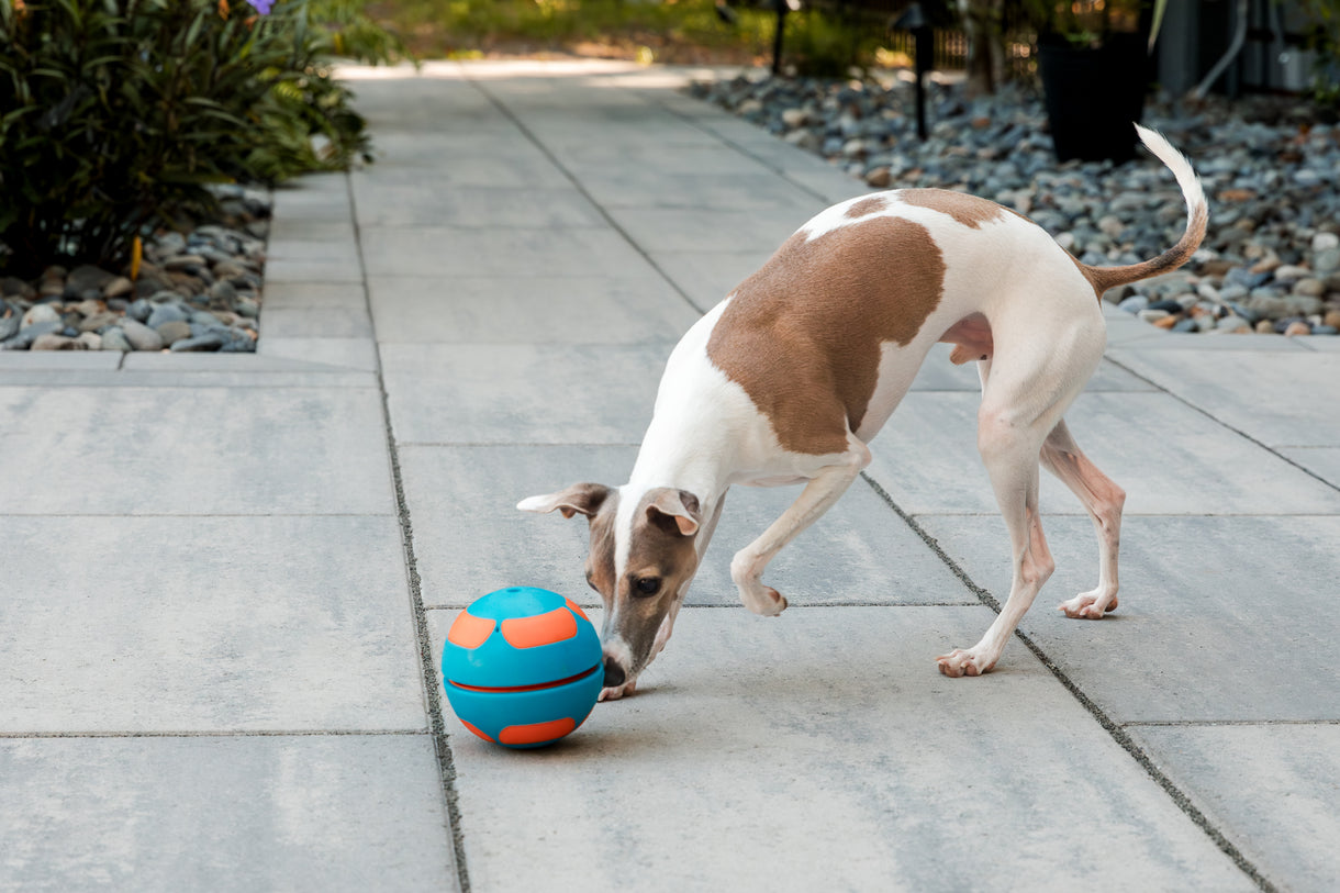 Guru Bobble Ball - Large