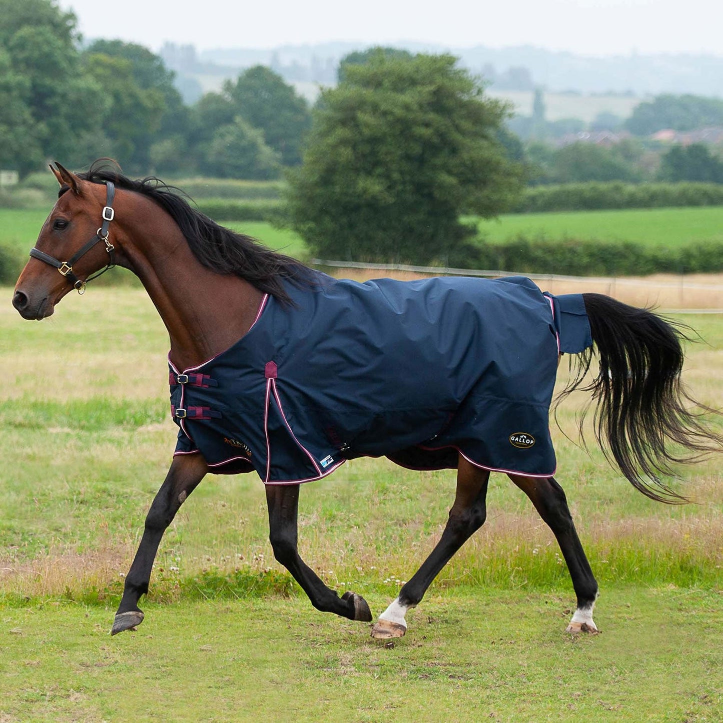 Gallop Ponie/Trojan Duraproof 50G 5-Point Std Neck Turnout Navy