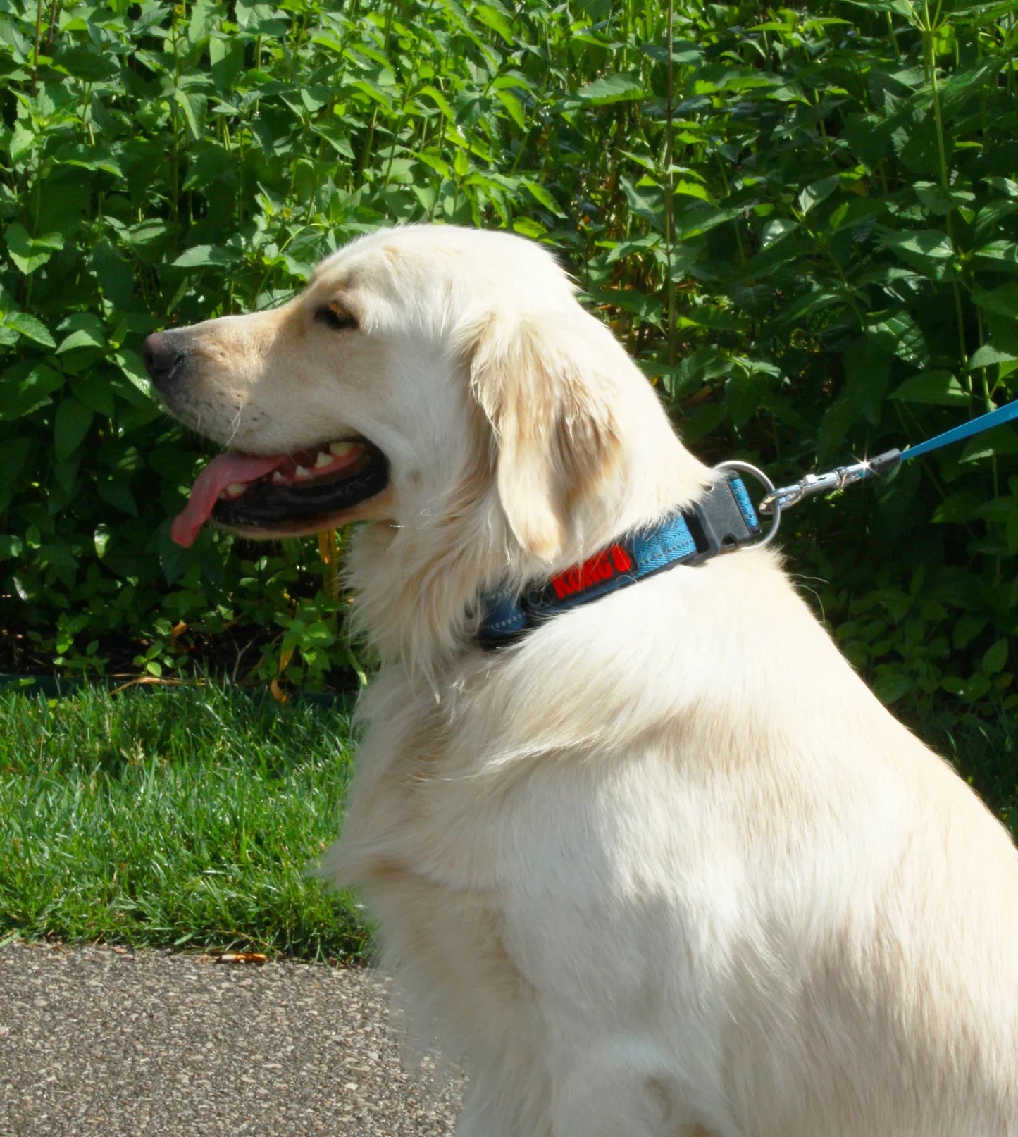 KONG Adjustable Collar Blue