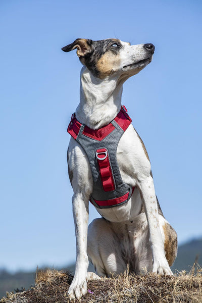 Kurgo Journey Air Harness Red Medium - Ormskirk Pets