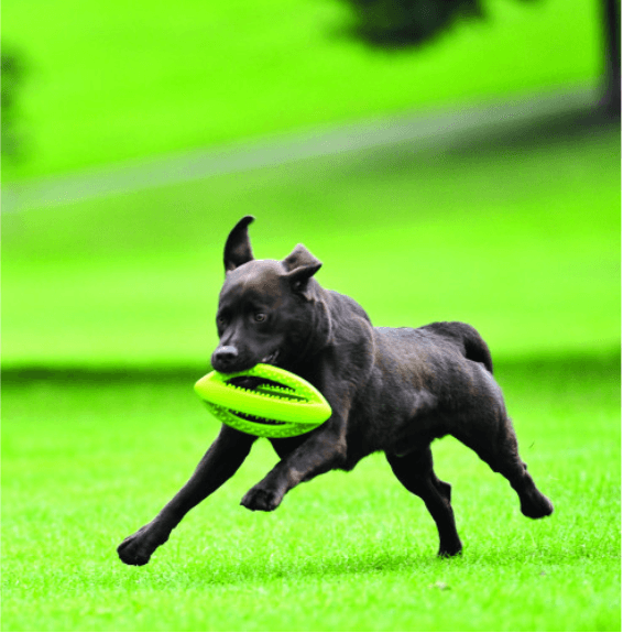 Happy Pet Grubber Rugby Ball - Ormskirk Pets