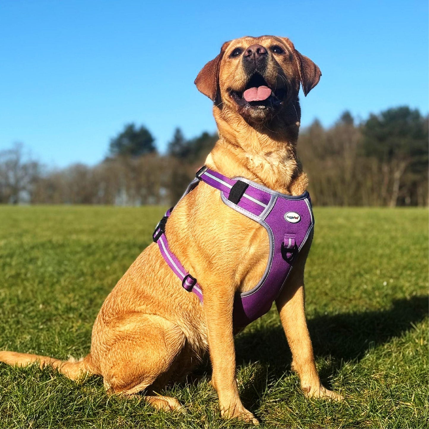 HugglePets Activity and Travel Harness Blue
