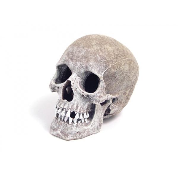 Rosewood Life-Like Human Skull - Ormskirk Pets