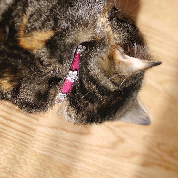 Rosewood Cat Collar Damson - Ormskirk Pets