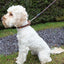 Rosewood Rope Twist Lead with Trigger Hook Brown/Teal 64"