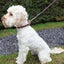 Rosewood Rope Twist Lead with Trigger Hook Black/Blue 64"