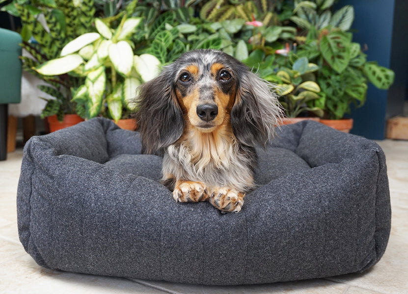 40 Winks Grey Felt With Support Square