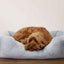 40 Winks Fur Blue Bed