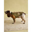 Joules Kennington Coat