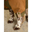 Joules Kennington Coat