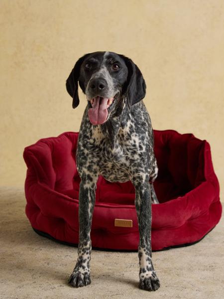 Joules Chesterfield Pet Bed Burgundy