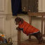 Joules Moorsale Reversable Navy Puffer Coat