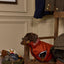 Joules Moorsale Reversable Navy Puffer Coat