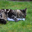Rosewood Battersea Catnip Kicker Fish (stripe) - Ormskirk Pets