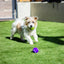 Rosewood Battersea Tennis Balls (3PC) - Ormskirk Pets