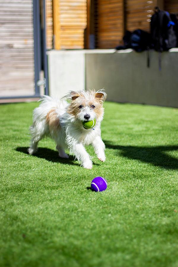 Rosewood Battersea Tennis Balls (3PC) - Ormskirk Pets
