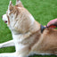Rosewood Soft Protection Moult Stoppa