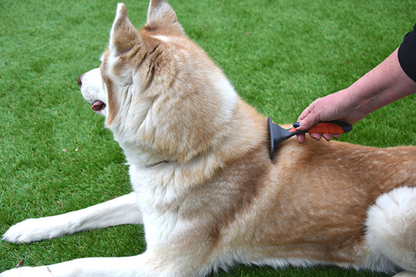 Rosewood Soft Protection Moult Stoppa