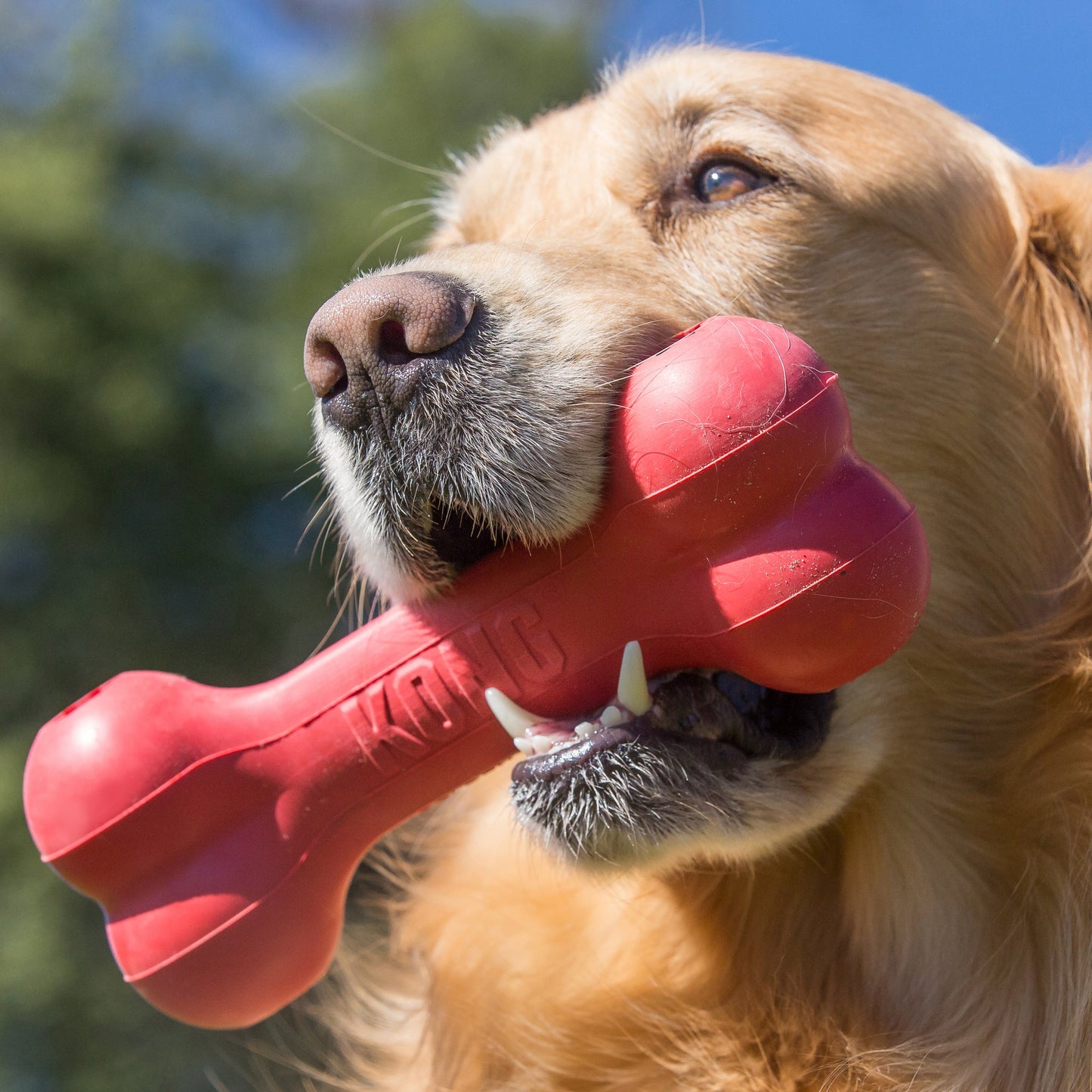 KONG Holiday Goodie Bone Medium