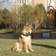 M-PETS Autobrake Retractable Smart Leash