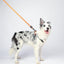 M-PETS Wild Jungle Regular Leash