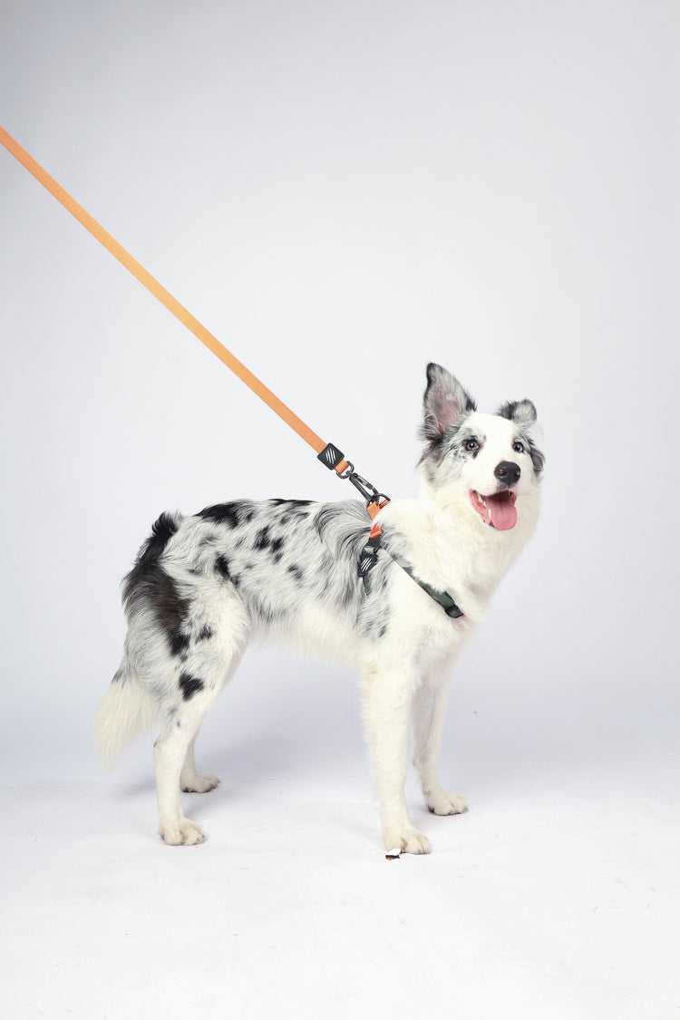 M-PETS Wild Jungle Regular Leash