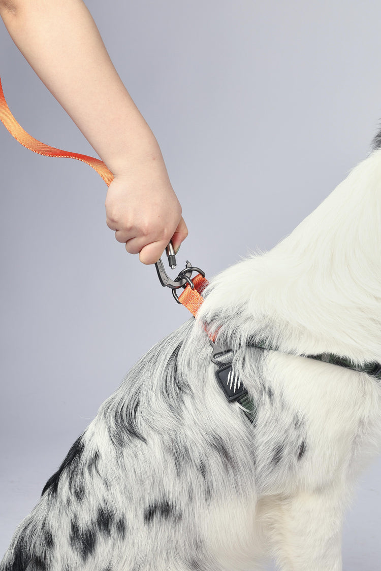 M-PETS Wild Jungle Regular Leash