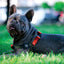 M-PETS Wild Jungle Harness