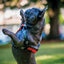 M-PETS Wild Jungle Harness