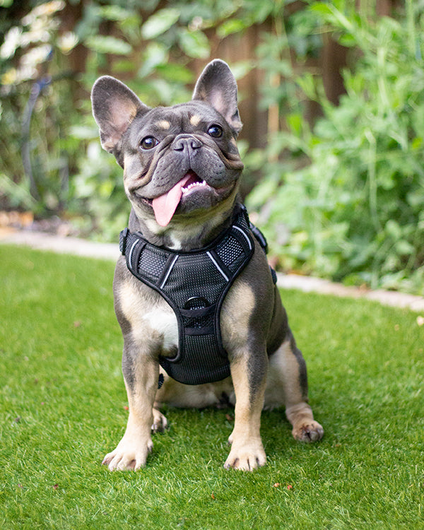 Rosewood Reflective Range Reflective Harness Black
