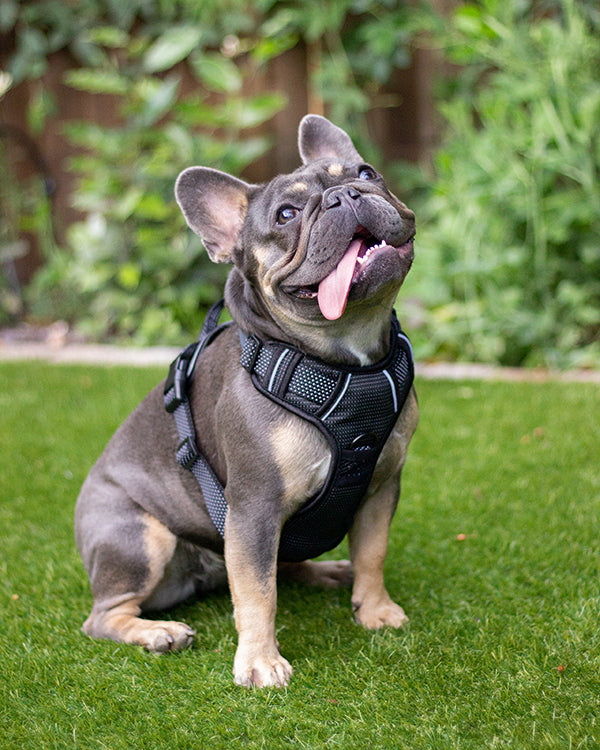 Rosewood Reflective Range Reflective Harness Black