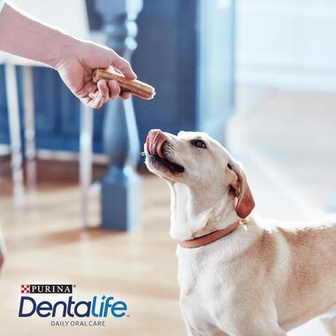 Dentalife Large Dog Dental Chew 4 Stick 142G (4X35G) - Ormskirk Pets