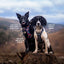 Twiggy Tags Adventure Harness Aurora