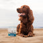 Blue Pet GoActive Joint & Muscle Supplement Chicken